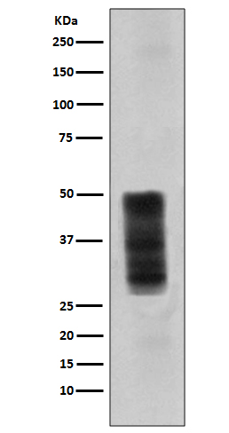 CD63 Ab