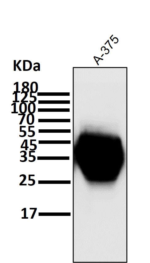 CD63 Ab