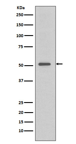 TRAF4 Ab