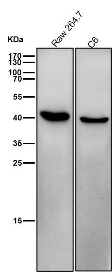 p38 MAPK Ab