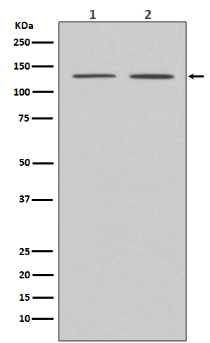 APAF 1 Ab