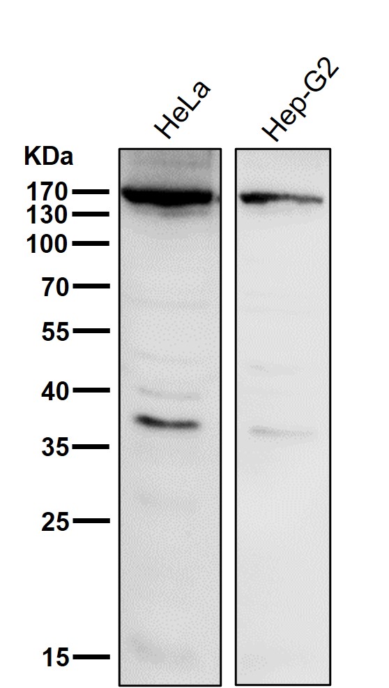 APAF 1 Ab