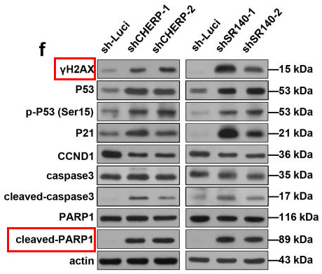 Cleaved-PARP 1 (D214) Ab