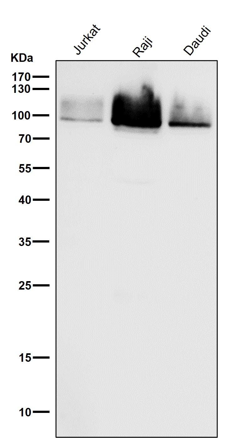 Cleaved-PARP 1 (D214) Ab