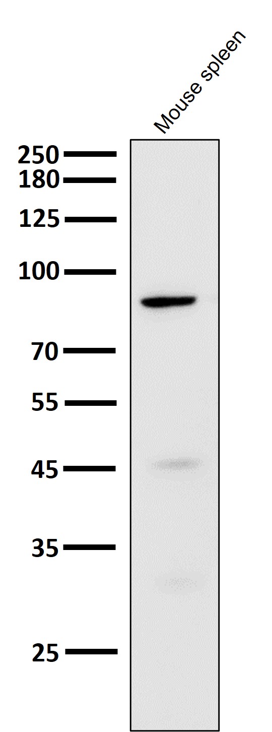 Cleaved-PARP 1 (D214) Ab