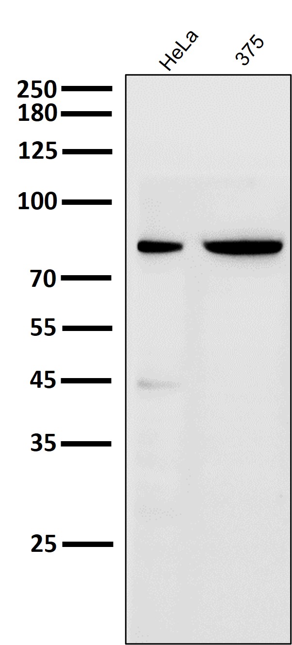 Cleaved-PARP 1 (D214) Ab