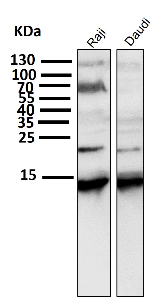 Histone H2A.X Ab