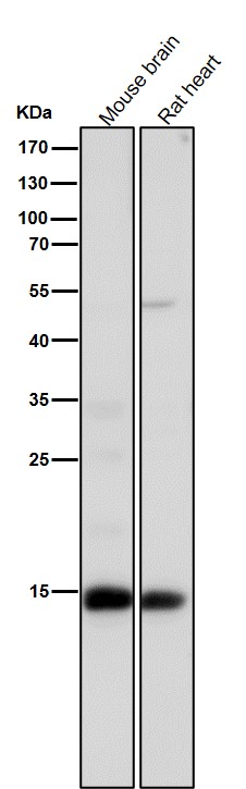 Acetyl-Histone H3 (K15) Ab