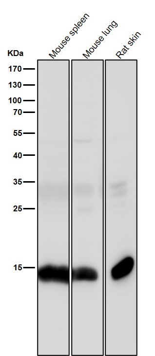 Acetyl-Histone H3 (K15) Ab