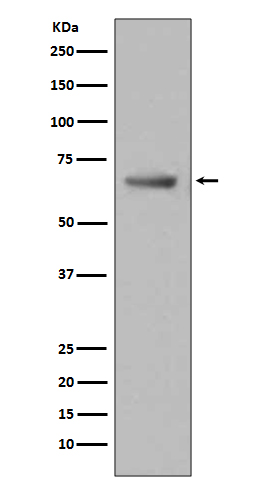 Paxillin Ab