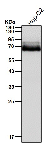 Paxillin Ab