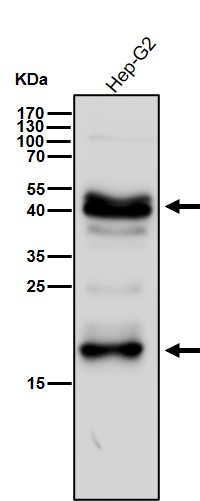 CEBP beta Ab