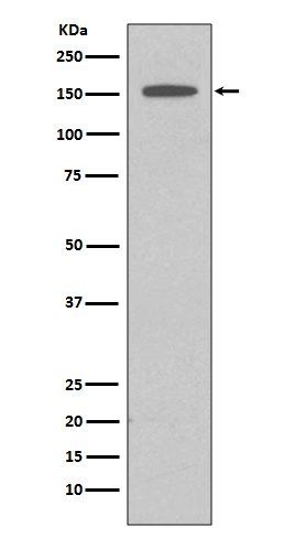 DAP kinase 1 Ab