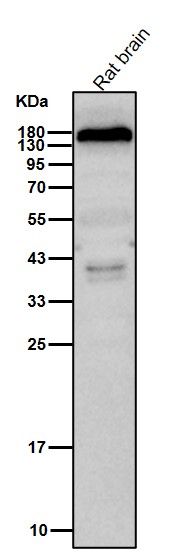 DAP kinase 1 Ab