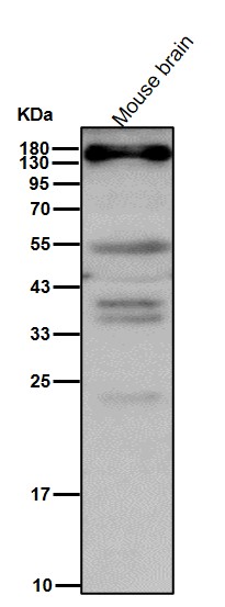 DAP kinase 1 Ab