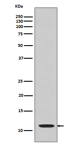 Acetyl-Histone H4 (K17) Ab