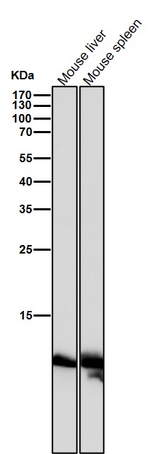 Acetyl-Histone H4 (K17) Ab