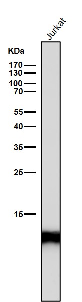 Acetyl-Histone H4 (K17) Ab