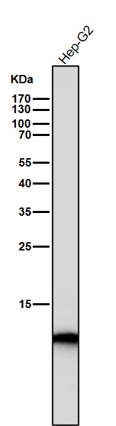 Acetyl-Histone H4 (K17) Ab