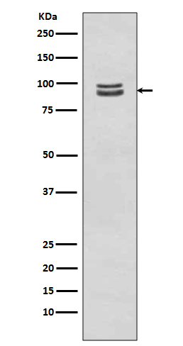 p-STAT3 (S727) Ab