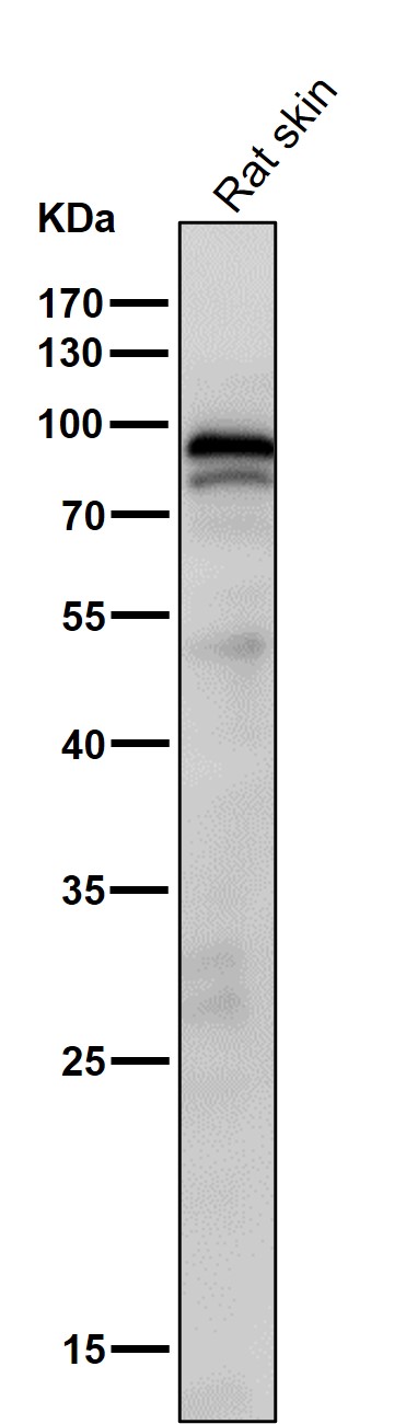 p-STAT3 (S727) Ab