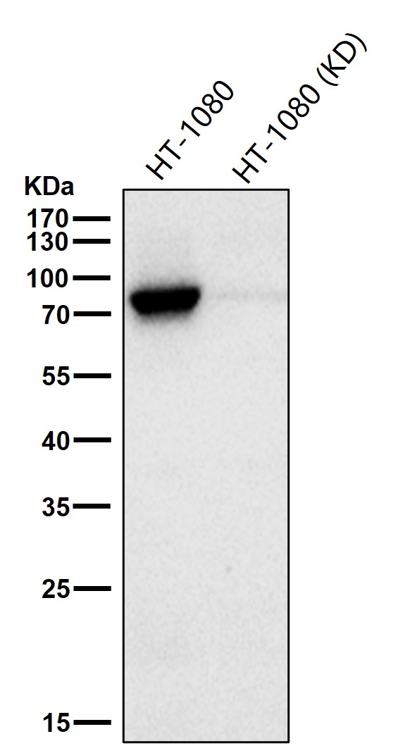 STAT3 Ab