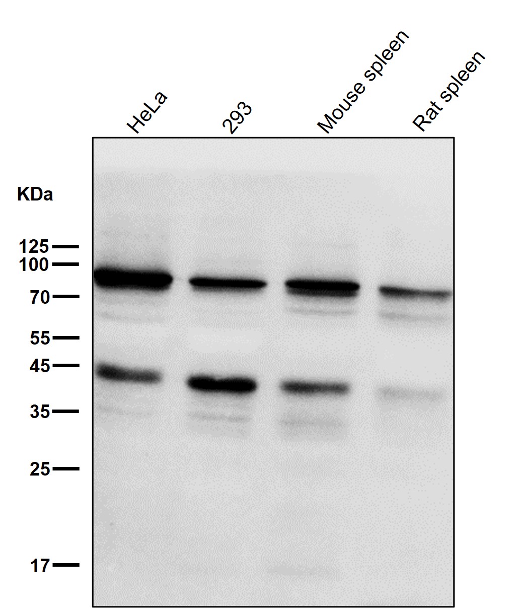 STAT3 Ab