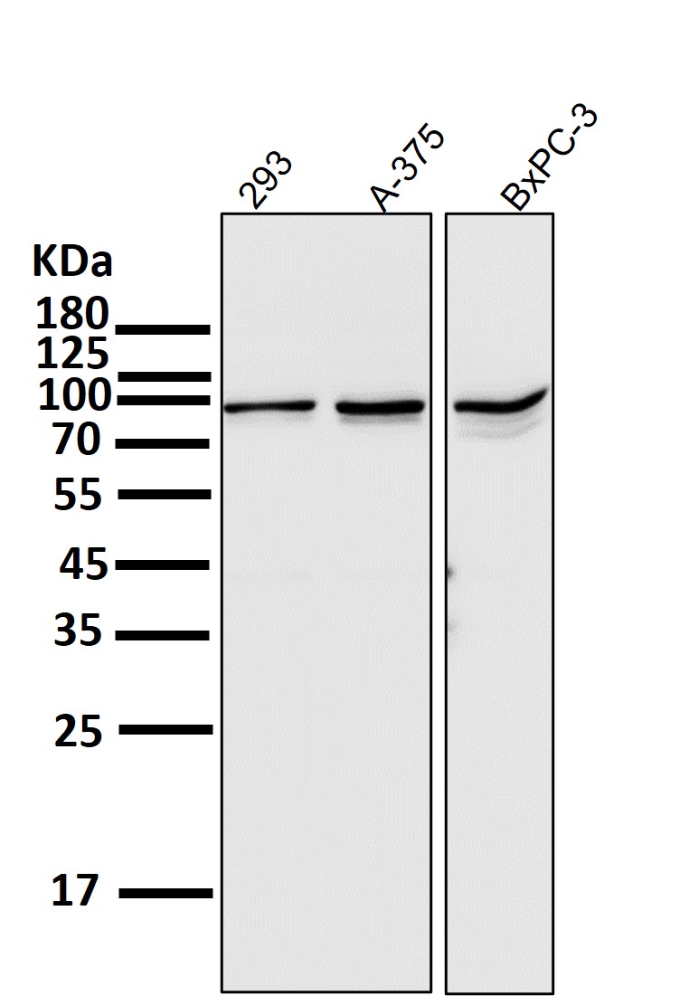 STAT3 Ab