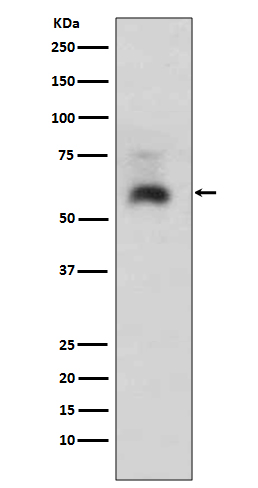 SMAD1 Ab