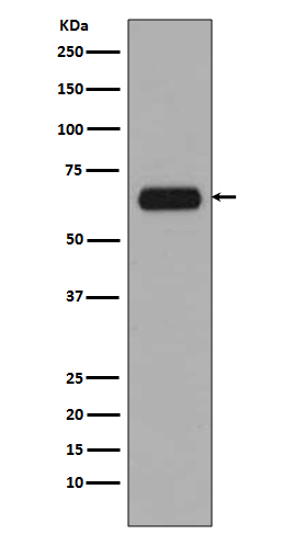 TCF7L1 Ab