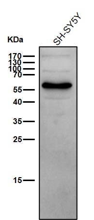 TCF7L1 Ab