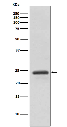 Rab11A Ab