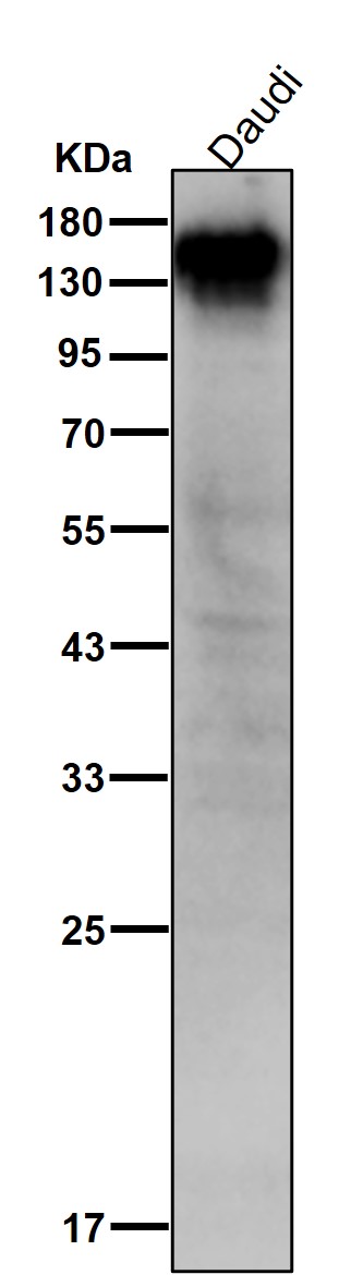 CD22 Ab