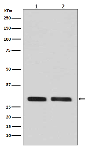 p-CDK1/2/3 (T14) Ab