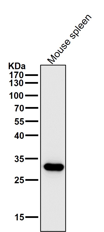 p-CDK1/2/3 (T14) Ab