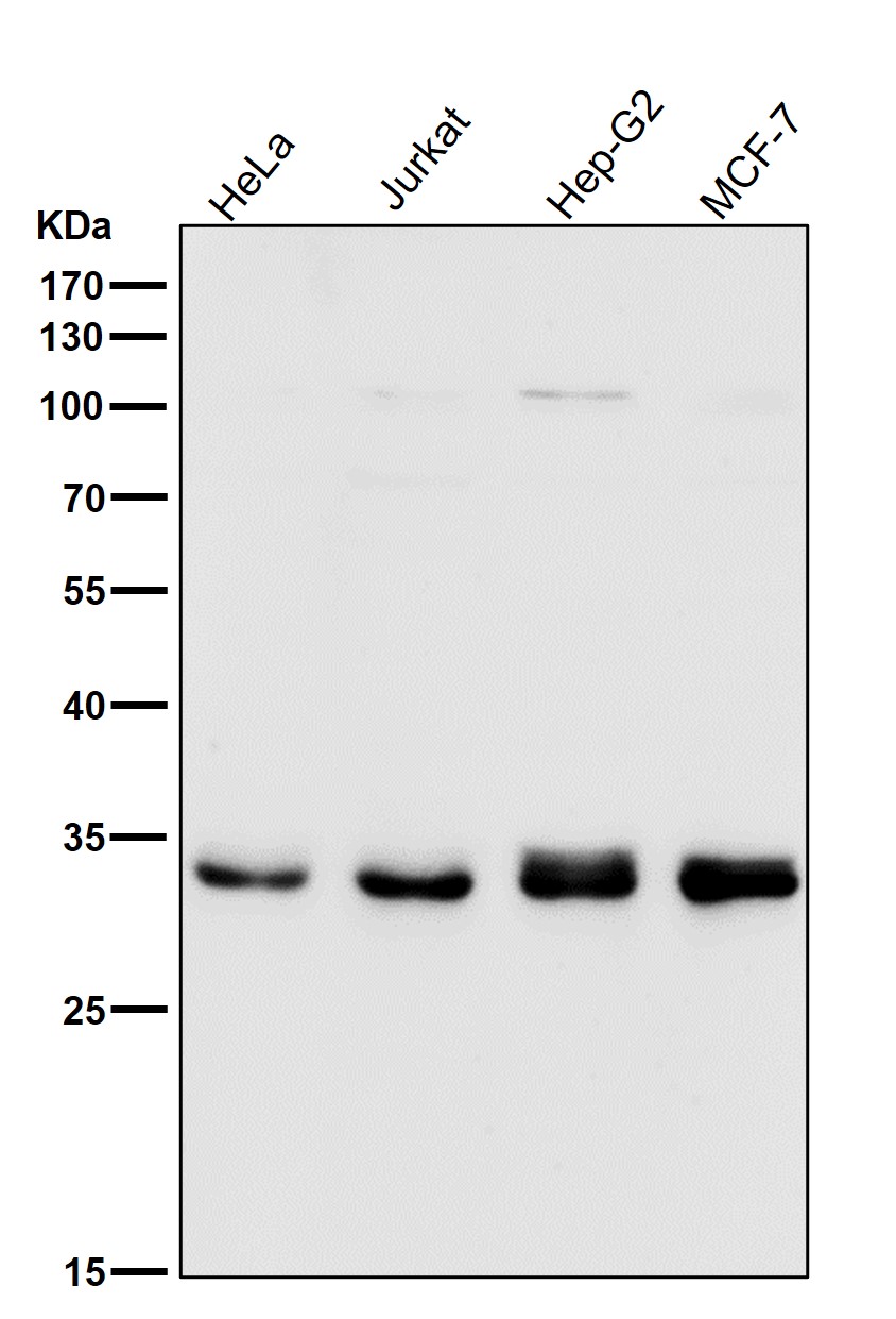 p-CDK1/2/3 (T14) Ab