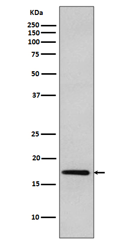 DNAJC15 Ab