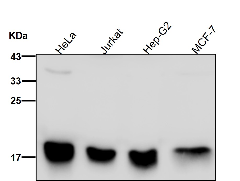 DNAJC15 Ab