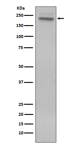 CD45 Ab