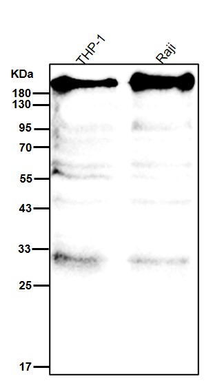 CD45 Ab