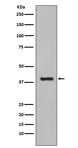 Cytokeratin 19 Ab