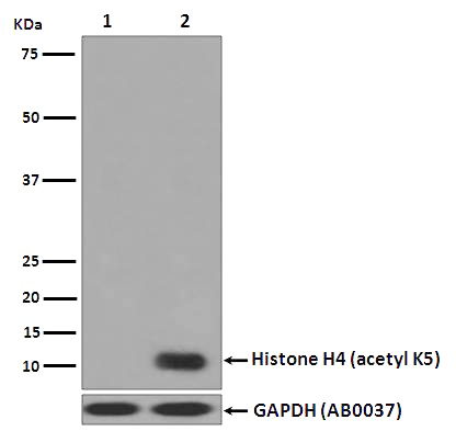 Acetyl-Histone H4 (K6) Ab