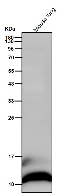 Acetyl-Histone H4 (K6) Ab