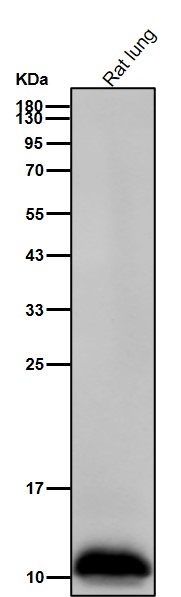 Acetyl-Histone H4 (K5) Ab