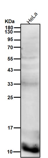 Acetyl-Histone H4 (K6) Ab