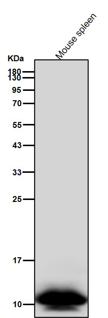 Acetyl-Histone H4 (K6) Ab