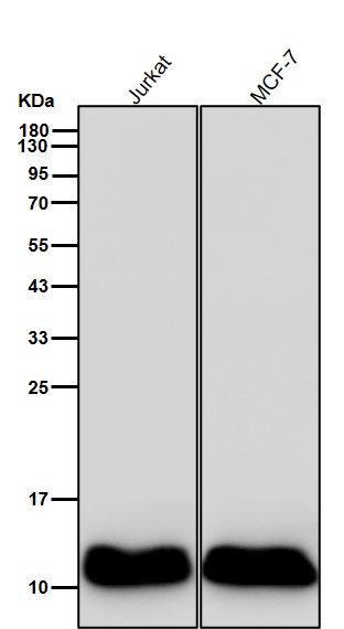 Acetyl-Histone H4 (K5) Ab