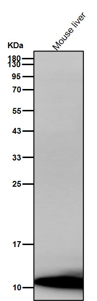 Acetyl-Histone H4 (K5) Ab