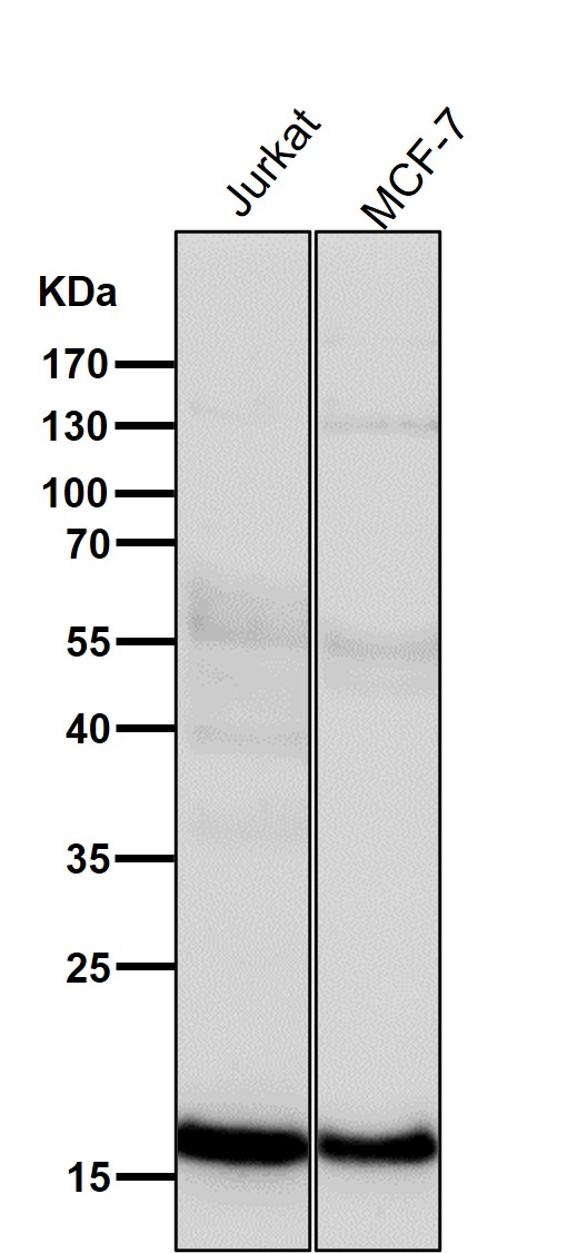 p16 ARC Ab