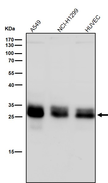 Integrin alpha V Ab